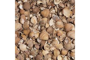 gewassen noordzeeschelp